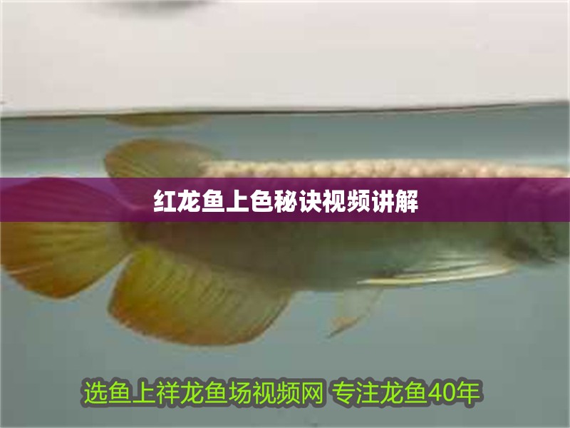 紅龍魚上色秘訣視頻講解