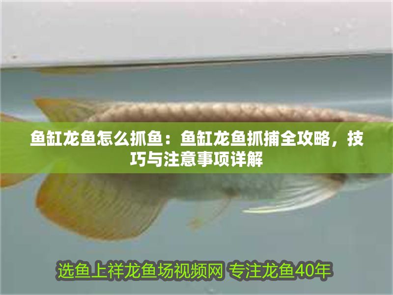 魚缸龍魚怎么抓魚：魚缸龍魚抓捕全攻略，技巧與注意事項詳解