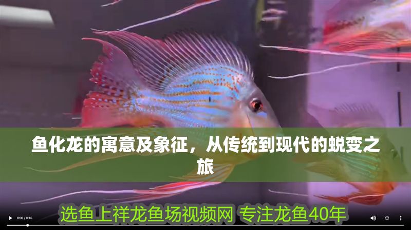 魚化龍的寓意及象征，從傳統到現代的蛻變之旅