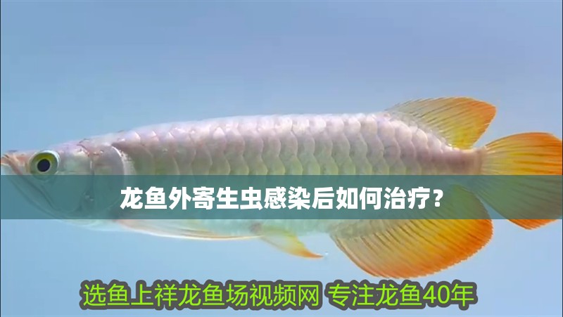 龍魚外寄生蟲感染后如何治療？