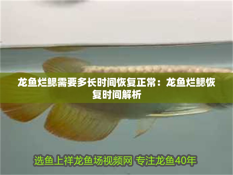 龍魚爛鰓需要多長時間恢復正常：龍魚爛鰓恢復時間解析