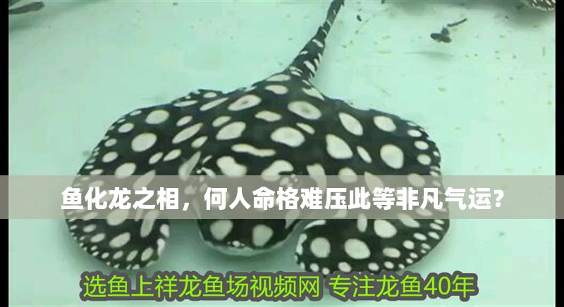 魚化龍之相，何人命格難壓此等非凡氣運(yùn)？