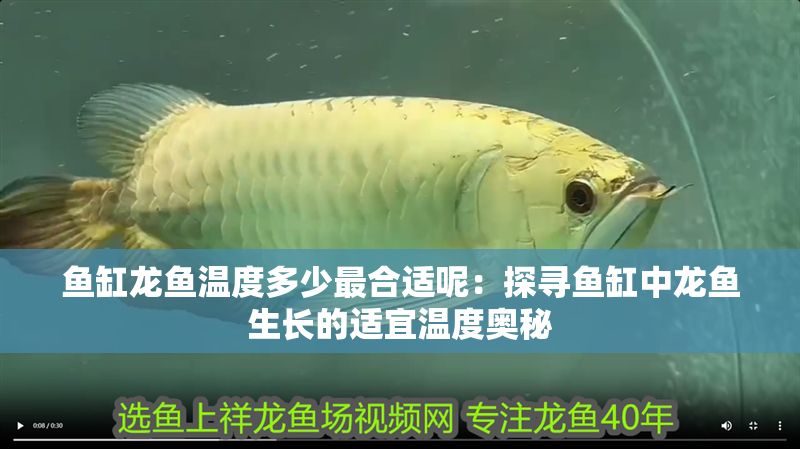 魚缸龍魚溫度多少最合適呢：探尋魚缸中龍魚生長的適宜溫度奧秘