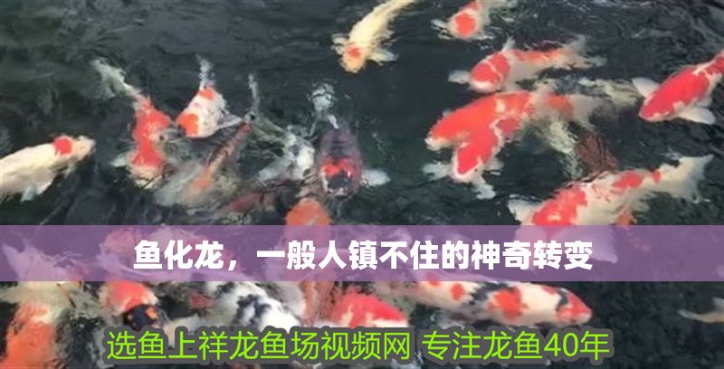 魚化龍，一般人鎮不住的神奇轉變