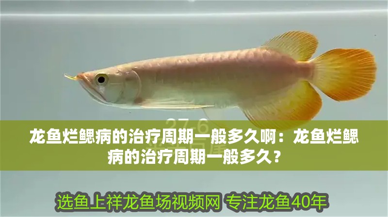 龍魚爛鰓病的治療周期一般多久啊：龍魚爛鰓病的治療周期一般多久？