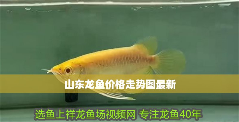 山東龍魚(yú)價(jià)格走勢(shì)圖最新