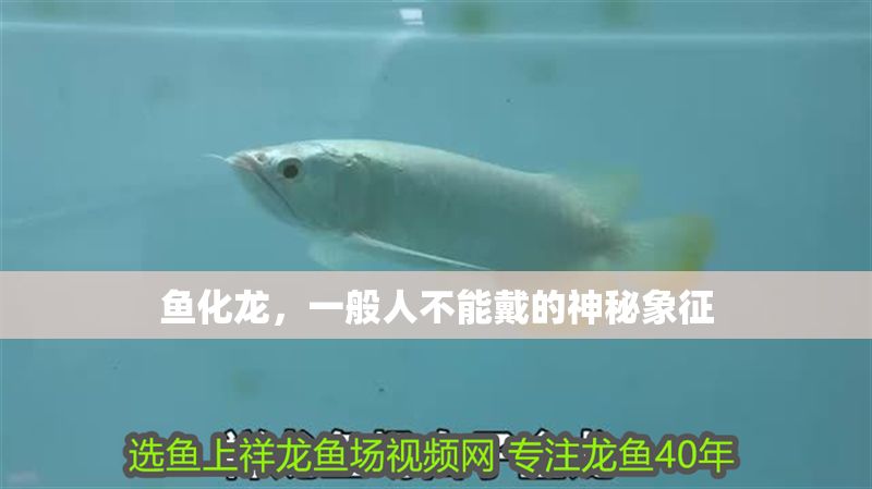 魚化龍，一般人不能戴的神秘象征