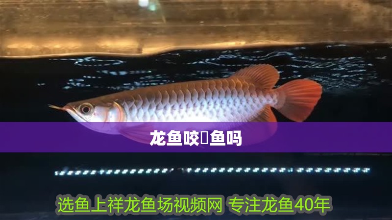 龍魚咬魟魚嗎