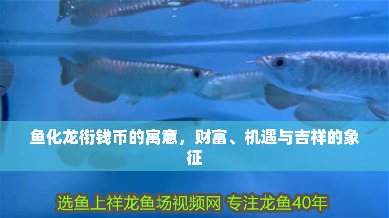 魚化龍銜錢幣的寓意，財富、機遇與吉祥的象征