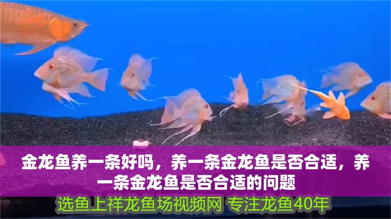 金龍魚養一條好嗎，養一條金龍魚是否合適，養一條金龍魚是否合適的問題