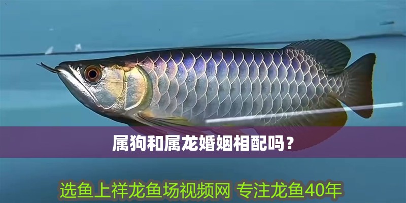 屬狗和屬龍婚姻相配嗎？