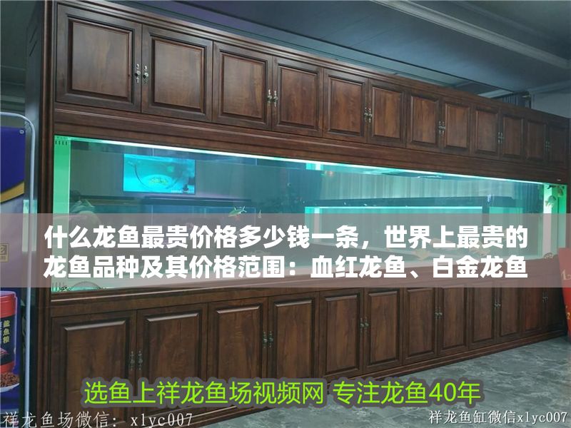 什么龍魚最貴價(jià)格多少錢一條，世界上最貴的龍魚品種及其價(jià)格范圍：血紅龍魚、白金龍魚