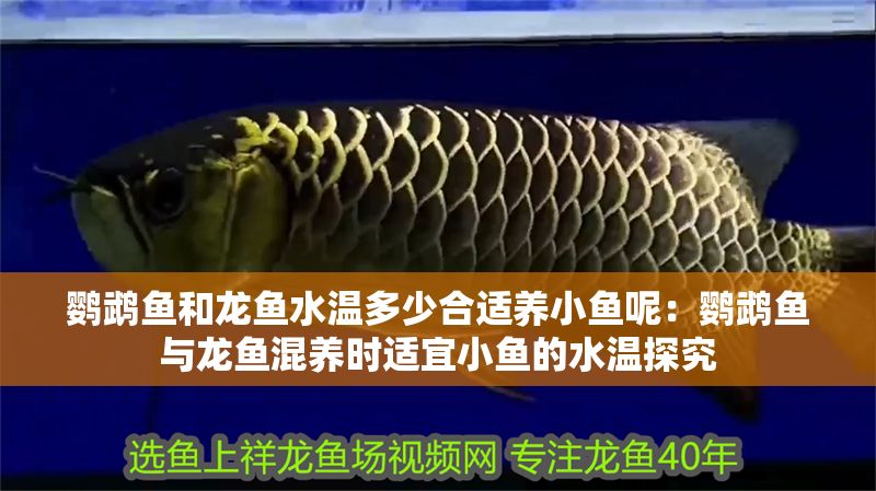 鸚鵡魚和龍魚水溫多少合適養小魚呢：鸚鵡魚與龍魚混養時適宜小魚的水溫探究