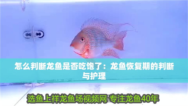 怎么判斷龍魚是否吃飽了：龍魚恢復(fù)期的判斷與護(hù)理