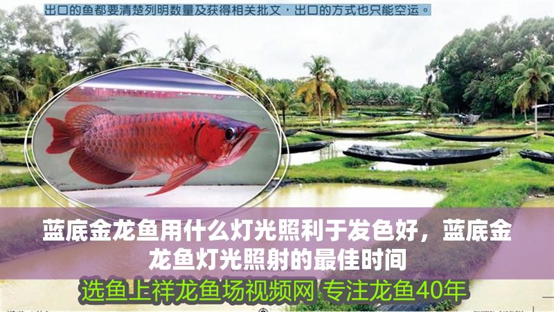 藍底金龍魚用什么燈光照利于發色好，藍底金龍魚燈光照射的最佳時間