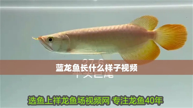 藍(lán)龍魚長(zhǎng)什么樣子視頻