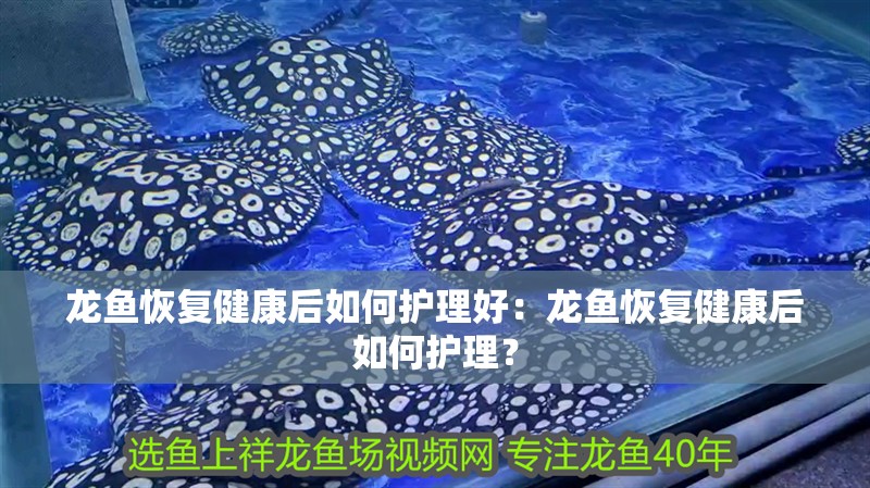 龍魚(yú)恢復(fù)健康后如何護(hù)理好：龍魚(yú)恢復(fù)健康后如何護(hù)理？