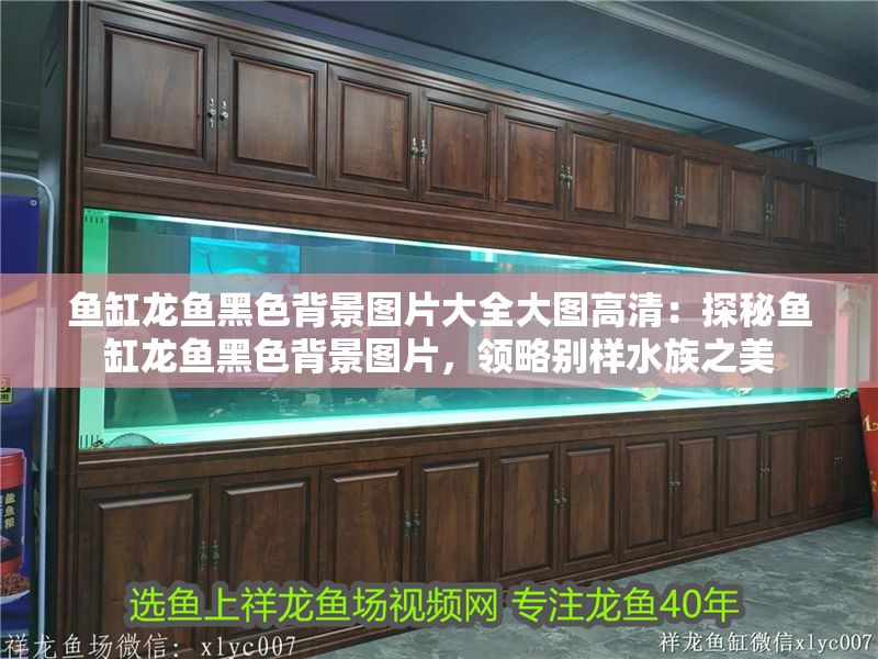 魚缸龍魚黑色背景圖片大全大圖高清：探秘魚缸龍魚黑色背景圖片，領略別樣水族之美