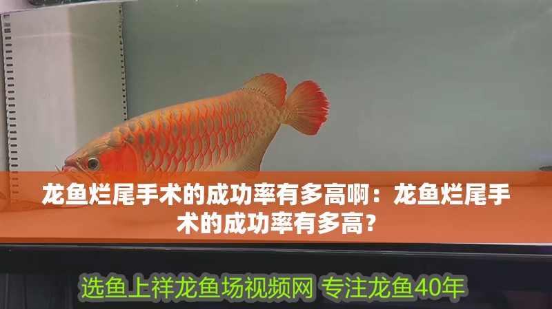 龍魚爛尾手術的成功率有多高啊：龍魚爛尾手術的成功率有多高？