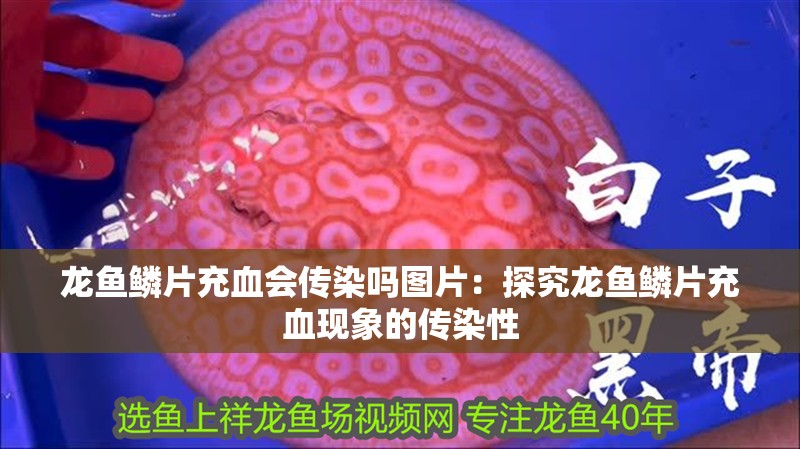 龍魚鱗片充血會(huì)傳染嗎圖片：探究龍魚鱗片充血現(xiàn)象的傳染性