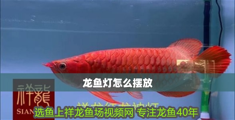 龍魚燈怎么擺放