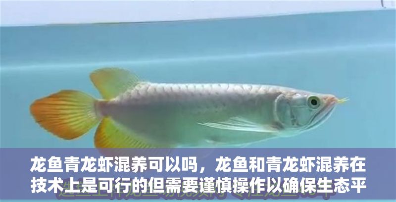 龍魚青龍蝦混養可以嗎，龍魚和青龍蝦混養在技術上是可行的但需要謹慎操作以確保生態平衡
