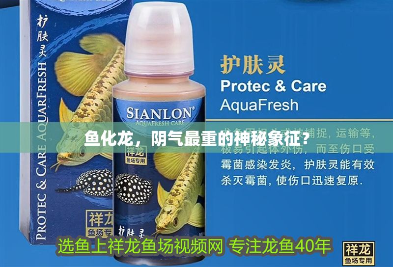 魚化龍，陰氣最重的神秘象征？