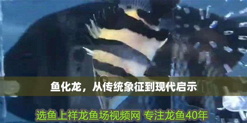 魚化龍，從傳統象征到現代啟示