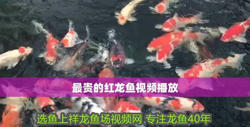 最貴的紅龍魚視頻播放