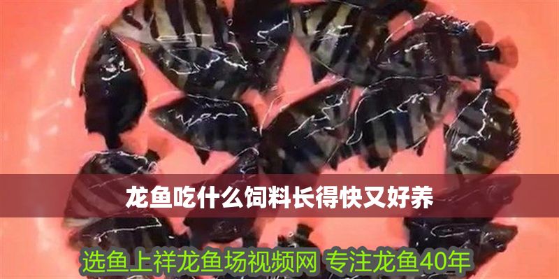 龍魚吃什么飼料長得快又好養 龍魚百科 第2張 龍魚吃什么飼料長得快又好養 龍魚吃什么飼料長得快又好養 龍魚百科 第2張