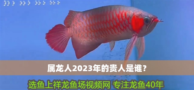 屬龍人2023年的貴人是誰？