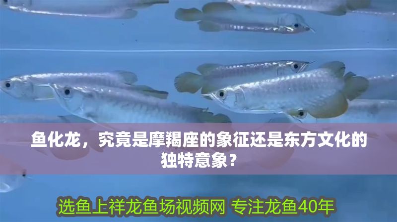 魚化龍，究竟是摩羯座的象征還是東方文化的獨特意象？ 魚化龍，究竟是摩羯座的象征還是東方文化的獨特意象？ 龍魚百科 第1張