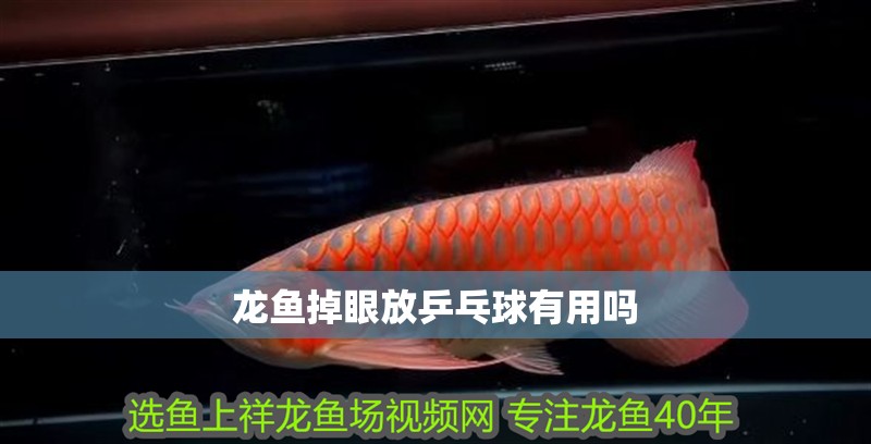 龍魚掉眼放乒乓球有用嗎