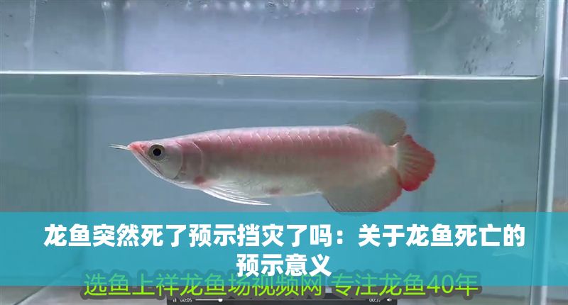 龍魚突然死了預示擋災了嗎：關于龍魚死亡的預示意義