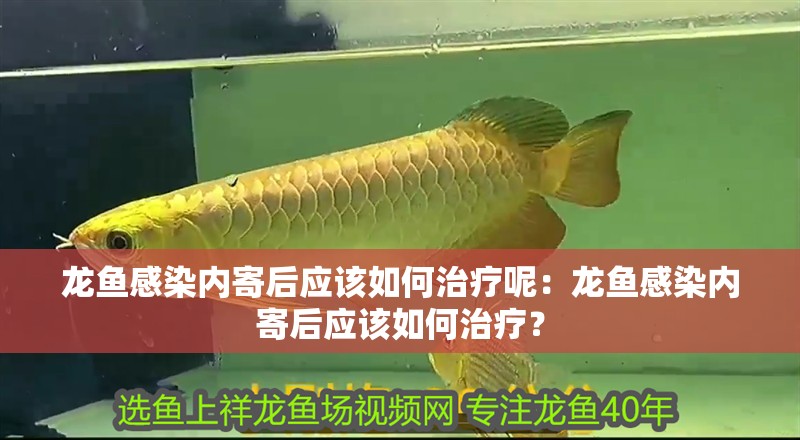 龍魚感染內寄后應該如何治療呢：龍魚感染內寄后應該如何治療？