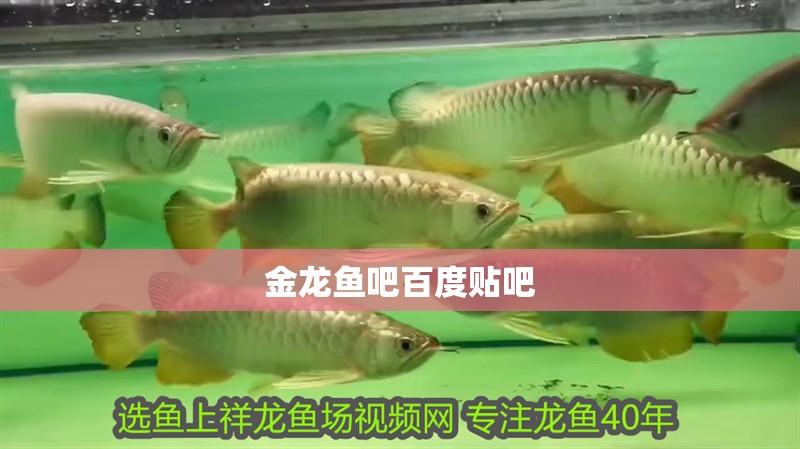 魚缸過濾器選購指南:自制魚缸過濾器魚缸上置過濾器對于養魚愛好者的必備知識 金龍魚吧百度貼吧 龍魚百科 金龍魚吧百度貼吧 金龍魚吧百度貼吧 龍魚百科