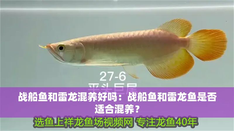 戰船魚和雷龍混養好嗎：戰船魚和雷龍魚是否適合混養？