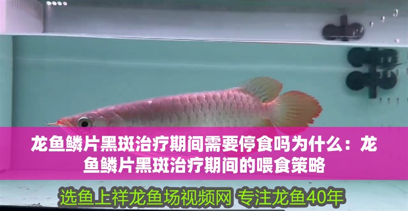 龍魚鱗片黑斑治療期間需要停食嗎為什么：龍魚鱗片黑斑治療期間的喂食策略