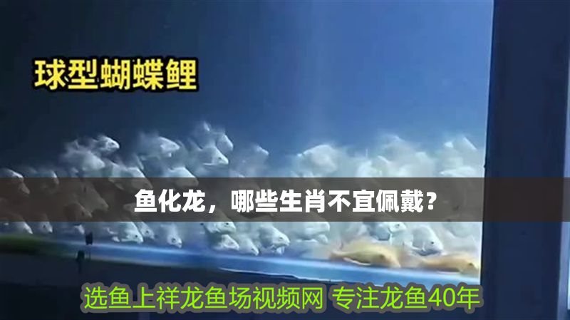 魚化龍，哪些生肖不宜佩戴？
