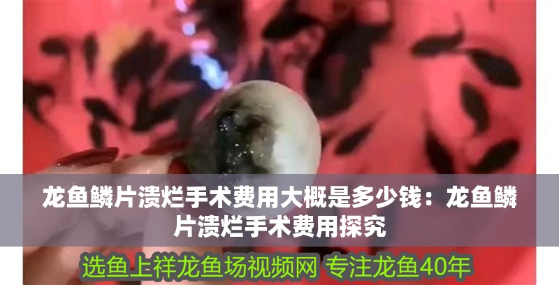 龍魚鱗片潰爛手術費用大概是多少錢：龍魚鱗片潰爛手術費用探究