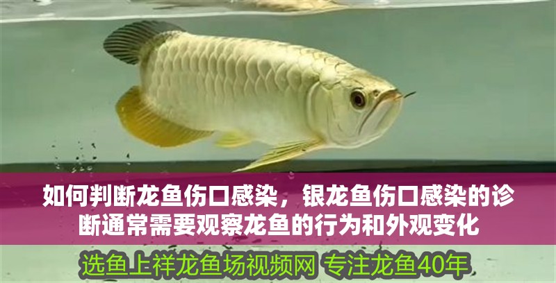 如何判斷龍魚傷口感染，銀龍魚傷口感染的診斷通常需要觀察龍魚的行為和外觀變化