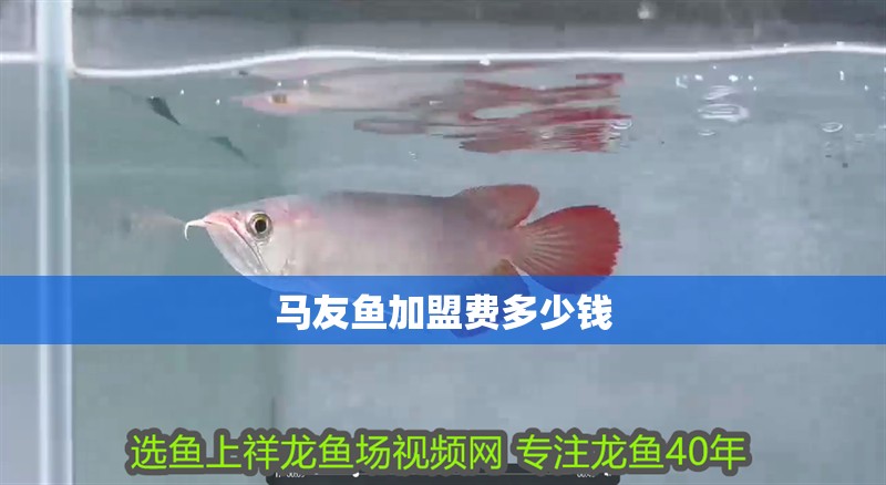 馬友魚加盟費多少錢
