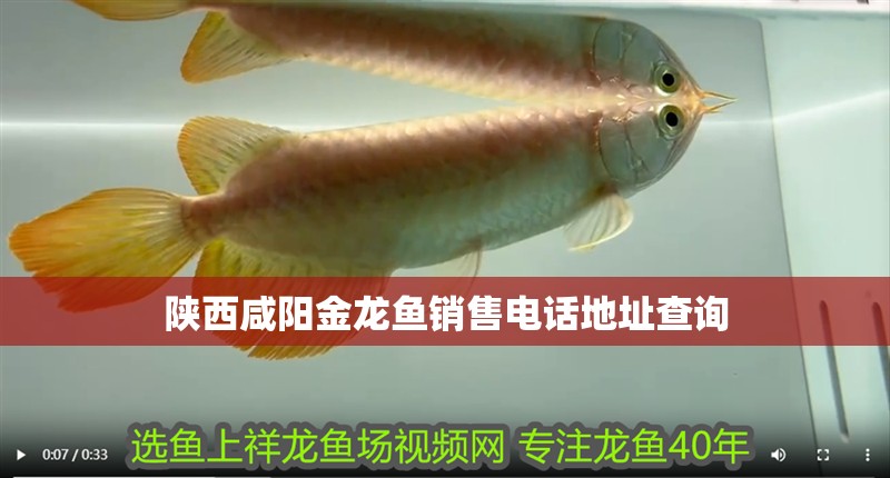 陜西咸陽金龍魚銷售電話地址查詢