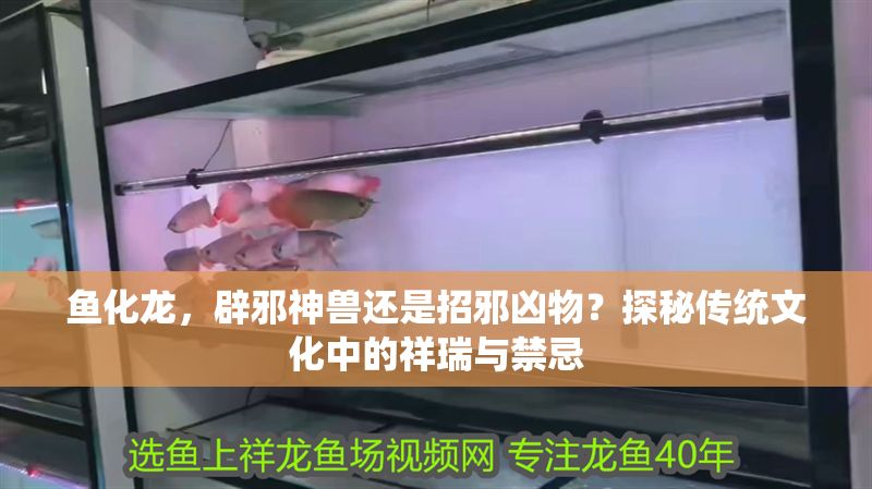 魚化龍，辟邪神獸還是招邪兇物？探秘傳統文化中的祥瑞與禁忌