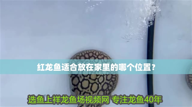 紅龍魚適合放在家里的哪個位置？