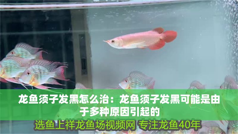 龍魚須子發黑怎么治:龍魚須子發黑可能是由于多種原因引起的 龍魚百科 第2張 龍魚須子發黑怎么治:龍魚須子發黑可能是由于多種原因引起的 龍魚須子發黑怎么治:龍魚須子發黑可能是由于多種原因引起的 龍魚百科 第2張