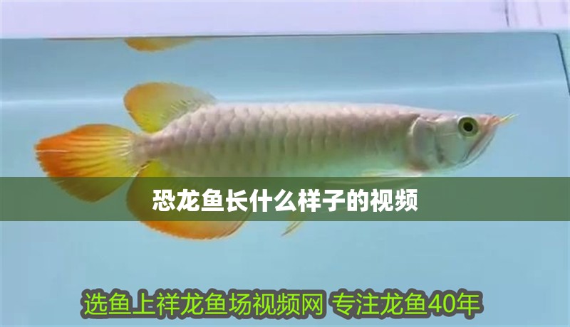 恐龍魚長什么樣子的視頻