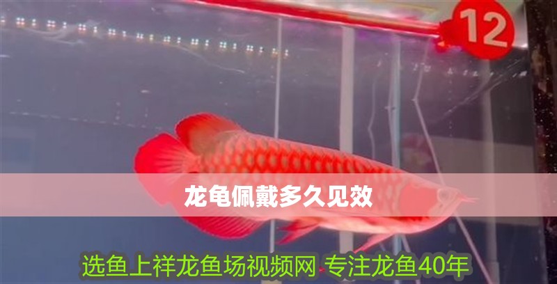 龍龜佩戴多久見效