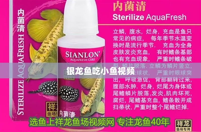 銀龍魚吃小魚視頻