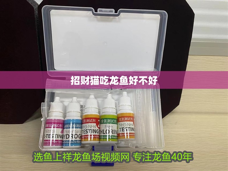 招財貓吃龍魚好不好